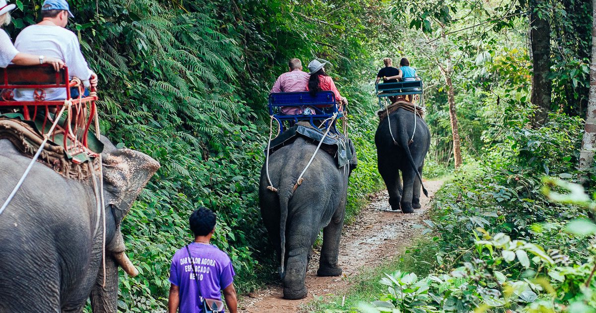 Elephant Trekking Phuket: schedule and prices