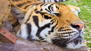 Королевство тигров на Пхукете
