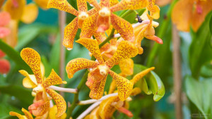 Сад орхидей на Ланте