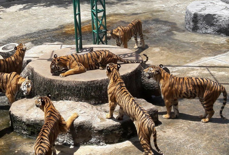 Тигриный зоопарк Сирача (Siracha Tiger Zoo)