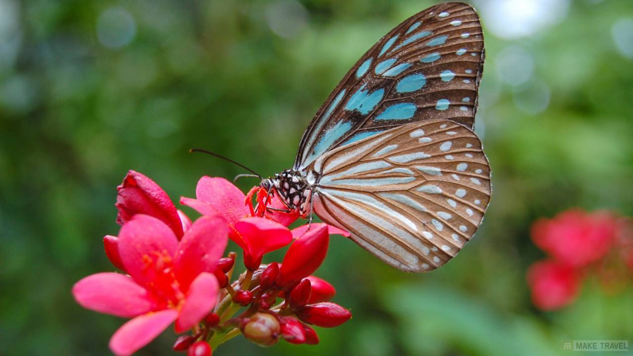 ​Сад бабочек Saithip Butterfly Garden в Паттайе