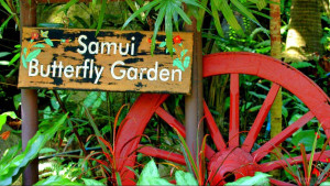 ​Сад бабочек на Самуи (Samui Butterfly Garden)