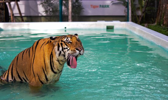 Тигровый парк Tiger Park Pattaya