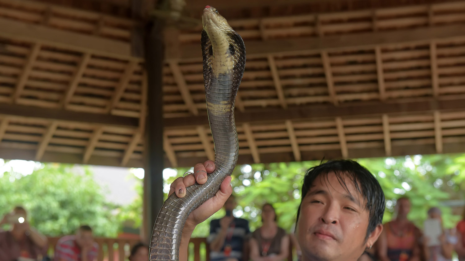 Сиамская кобра в Паттайе