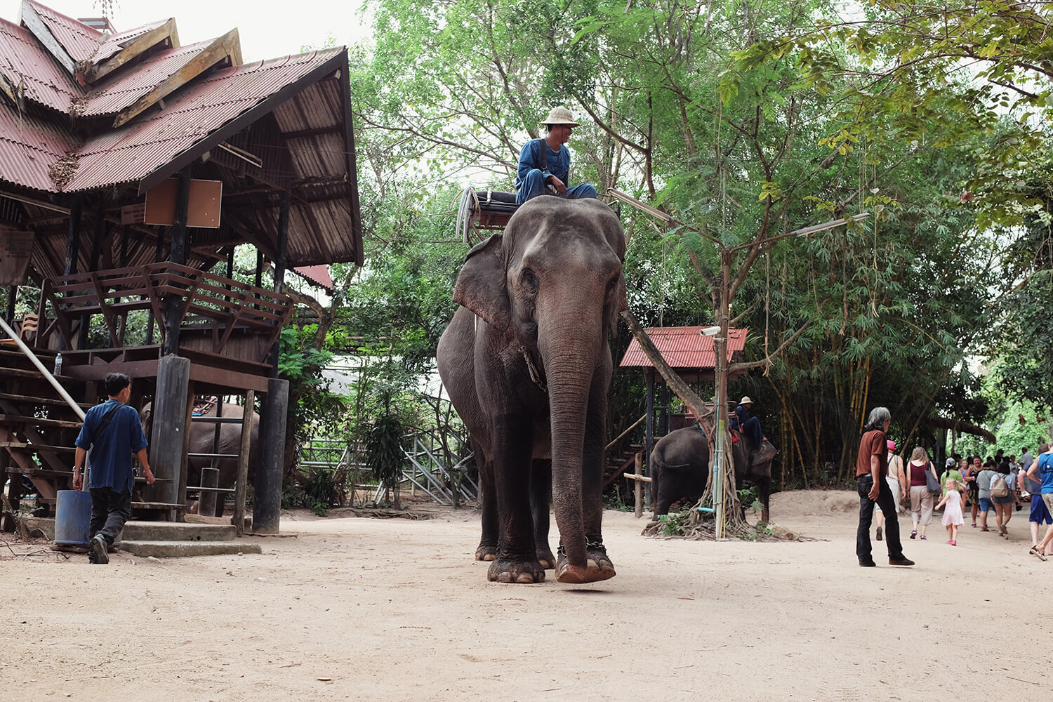 Слоновья деревня в Паттайе