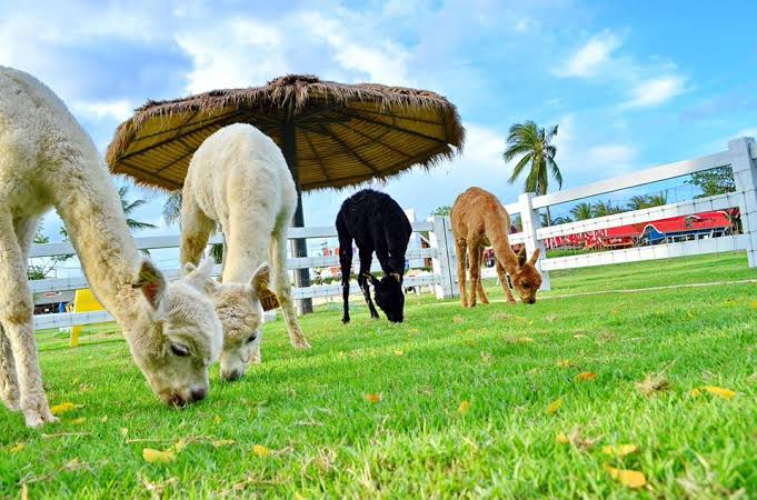 Овечья ферма Pattaya Sheep farm 